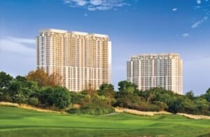 DLF Camellias